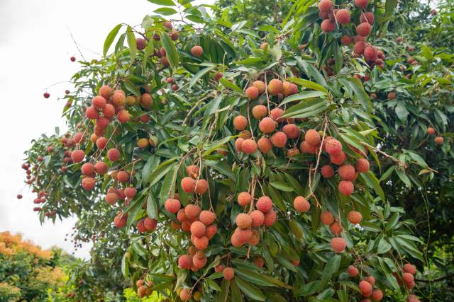 掛滿枝頭的嶺荔雷嶺荔枝。 挂满枝头的科雷雷岭荔枝。